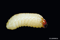 Larva of pitch-eating weevil, extracted from a root, the larval feeding site