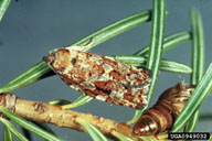 Adult of the western spruce budworm
