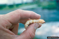 Mature larvae of Asian longhorned beetle