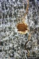 Sign on the trunk of oviposition (chewed pit)