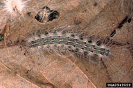 Mature larvae of fall webworm