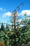 Leader of spruce killed by white pine weevil