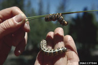 Older larvae of Pandora moth; upper larvae is infected with a virus