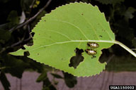 Adults of the cottonwood leaf beetle