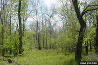 Interior view of stand defoliated by forest tent caterpillar