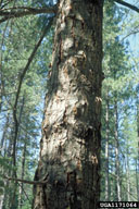 Bubbled bark is a sign of previous fir engraver attacks survived by a tree