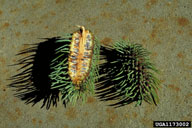 Living galls of Cooley spruce gall adelgid cut in cross section and showing chambers where insects feed