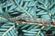 Larva of eastern hemlock looper