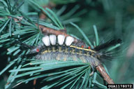 Larvae of whitemarked tussock moth: lateral view
