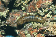 Larva of pine webworm