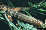Mature larva of spruce budworm