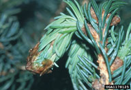 Buds damaged by spruce bud moth