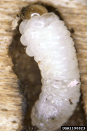 Larvae of engraver beetle (in a medium density infestation)