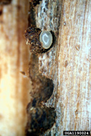 Close up of one egg of the engraver beetle