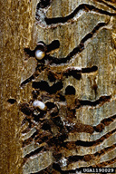 Larvae of engraver beetle (in a medium density infestation)