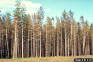 Norway spruce stand defoliated by nun moth