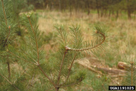 Deformation of shape of pine tree in young tree