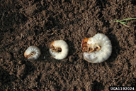 Three species of white grubs to show relative size, from left to right - Japanese beetle, European chafer, and June beetle.