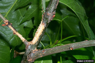 Chewed bark on twig, caused by maturation feeding of adult Asian longhorned beetles