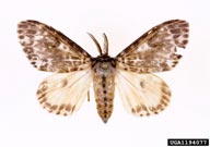 Adults of rosy gypsy moth