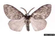 Male adult of nun moth