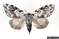 Female adult of nun moth