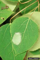 Egg mass of large aspen tortrix