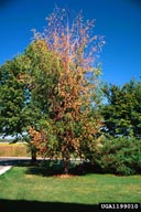 Landscape tree with infestations of bronze birch borer