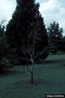 Complete defoliation of small tree by walnut caterpillar