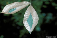 Leaf skeletonizing by young larvae of walnut caterpillar