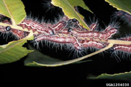 Larvae  (middle instars) of walnut caterpillar