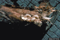 Group of white pine weevil larvae feeding in a stem