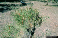 Damage to tips of small pine from larvae of the sugar pine tortrix