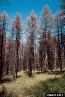 Feeding damage of Douglas-fir tussock moth on Douglas-fir trees