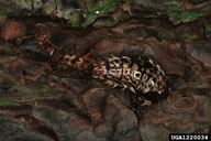 Pupae of nun moth