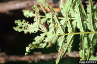 Feeding of larvae of winter moth