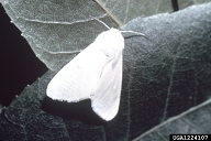 Adults of fall webworm may be pure white or bear black spots