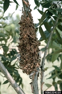 Walnut caterpillars aggregating on branch for molting