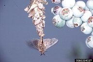 Male bagworm mating with flightless female inside her larval bag