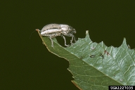 Close up of adult feeding on blueberry leaf