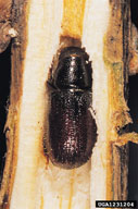 Adult inside feeding tunnel in shoot