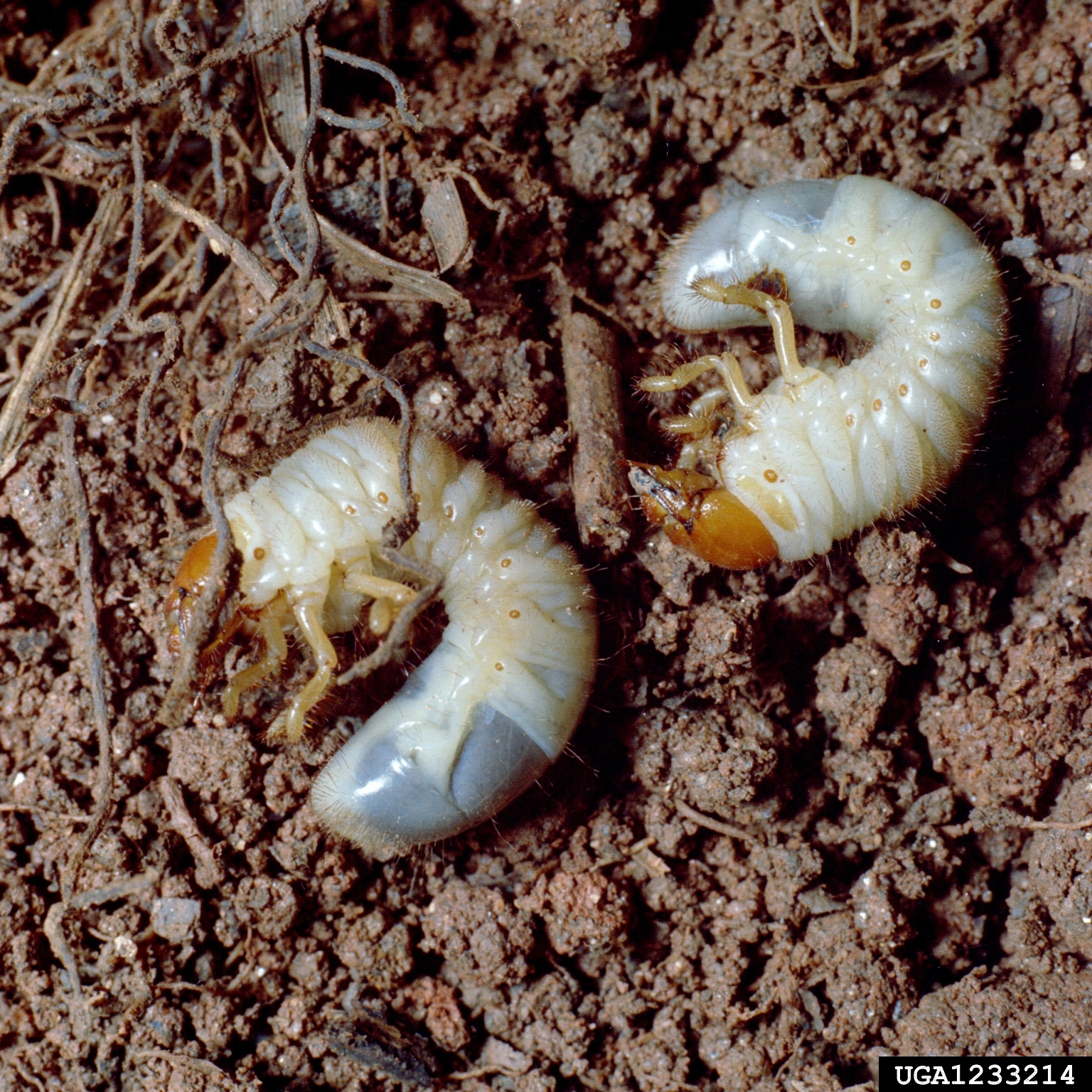 White grubs - Agricultural Biology