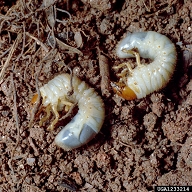The C-shape form of a white grub and visible legs are typical of the larvae