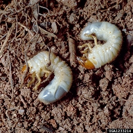 a fehér grub C-alakú formája és a látható lábak jellemzőek a lárvákra