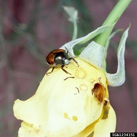 Adult Japanese beetles feeding on rose flower