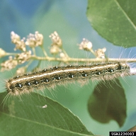 Close up of eastern tent caterpillar larva