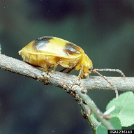 The adult larger elm beetle