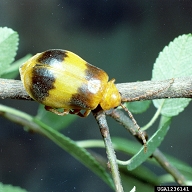The adult larger elm beetle