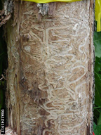 Larval galleries of emerald ash borer.