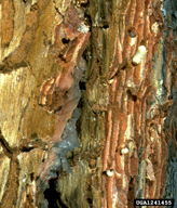 Larvae of western pine beetle